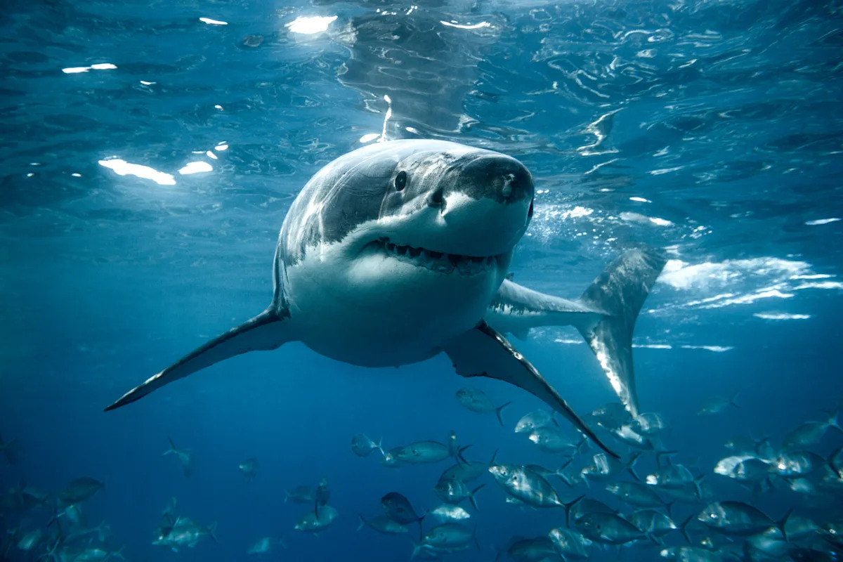 You will probably not be attacked by a shark, but being in the US makes it more likely