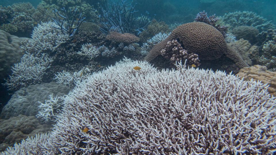In the lab, try to save the Great Barrier Reef
