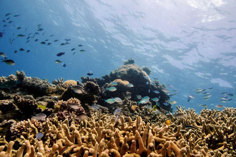 The Great Barrier Reef of Australia suffers a record coral decline after massive bleaches